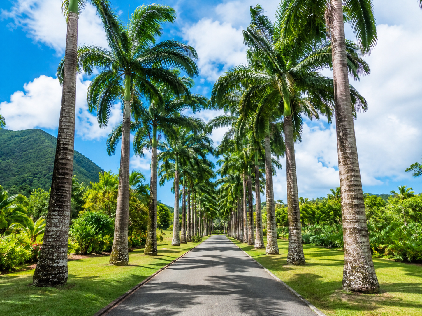 Route bordée de palmiers en Guadeloupe
